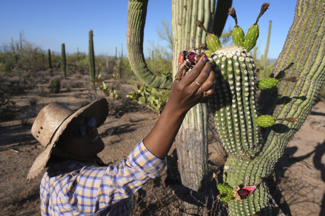 Why Tohono O'odham Nation's centuries-old saguaro fruit harvest is  experiencing a revival in Arizona | News, Sports, Jobs - Marietta Times